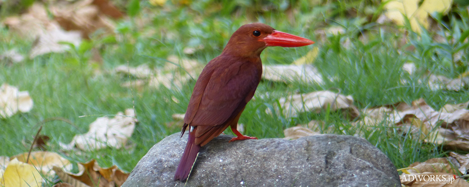 アカショウビン